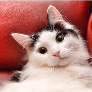 Hire ......isloves influencer with 7.8k