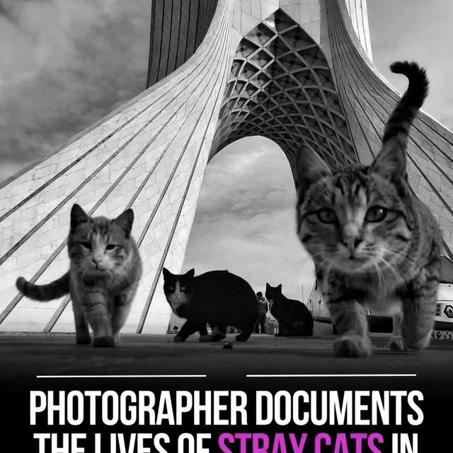  .....ervor   'recent posts' 