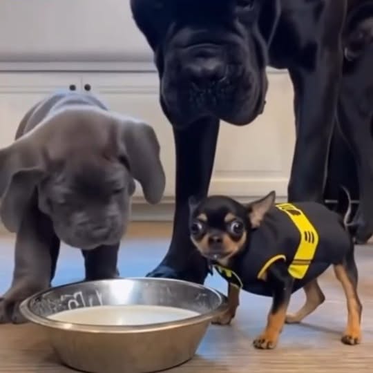  .........pet_world   'recent posts' 