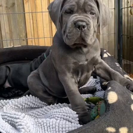  ........o.castle   'recent posts' 