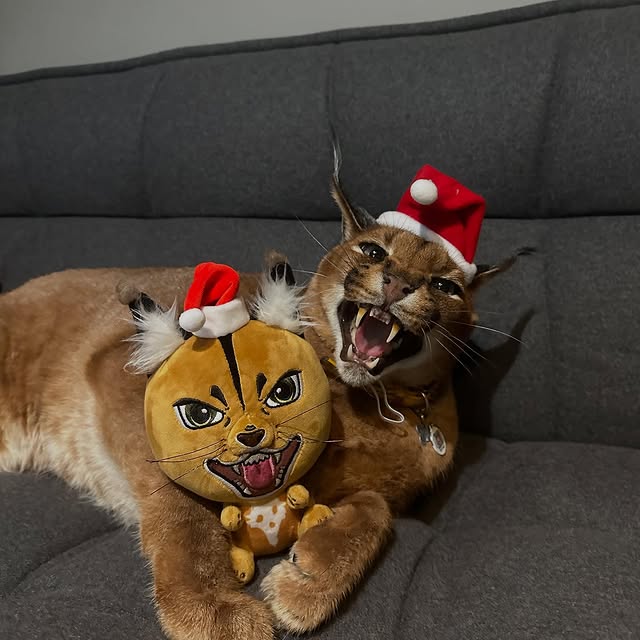  ......aracal   'recent posts' 