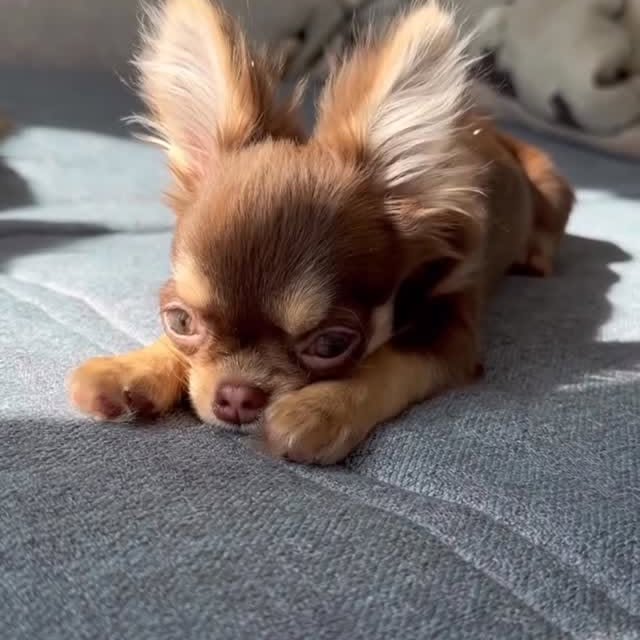  .......uapuppy   'recent posts' 