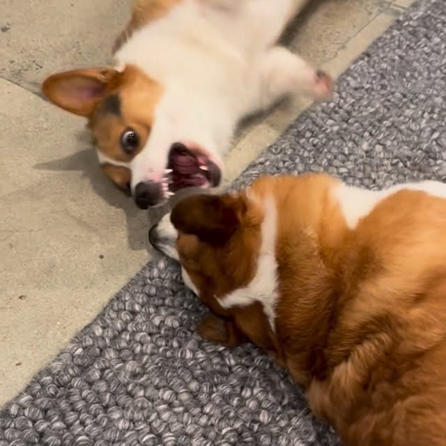  .....corgis   'recent posts' 