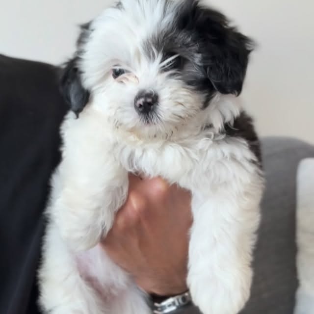  .......uapuppy   'recent posts' 