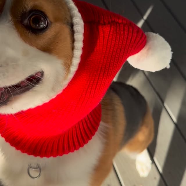  .....corgis   'recent posts' 