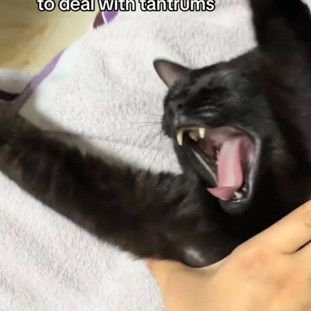  ...........irtonguesout   'recent posts' 