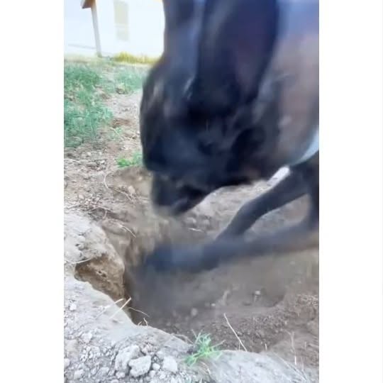  .....ibess   'recent posts' 