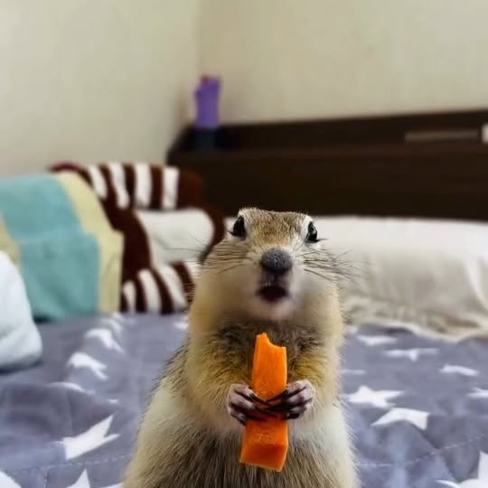  ......entpix   'recent posts' 