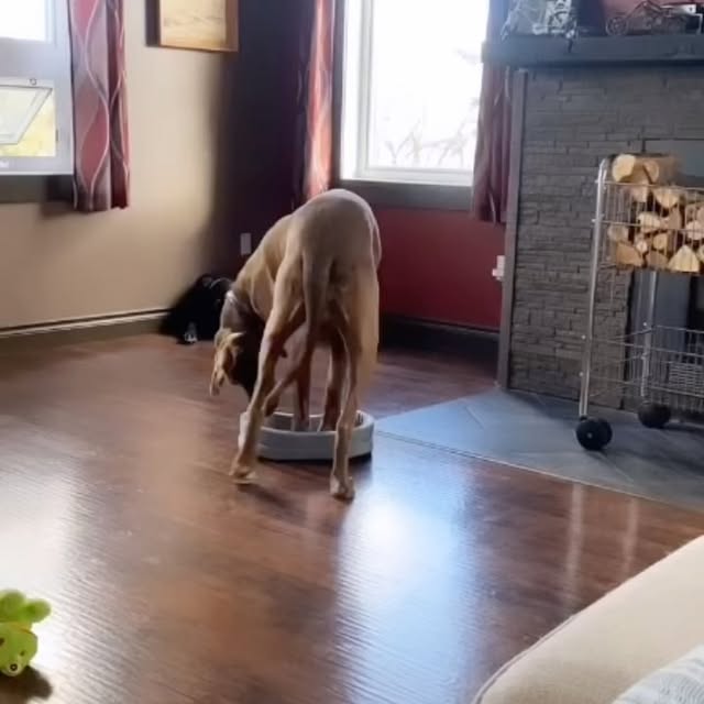  ....dogss   'recent posts' 