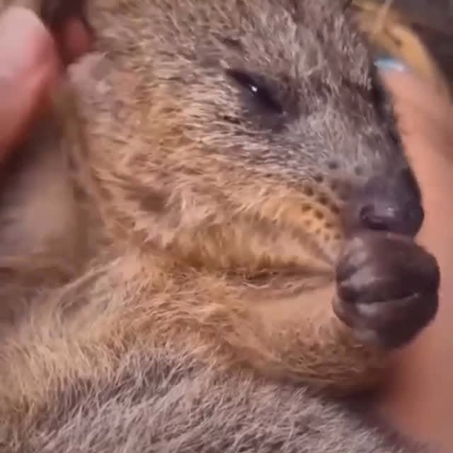  ......quokkas   'recent posts' 