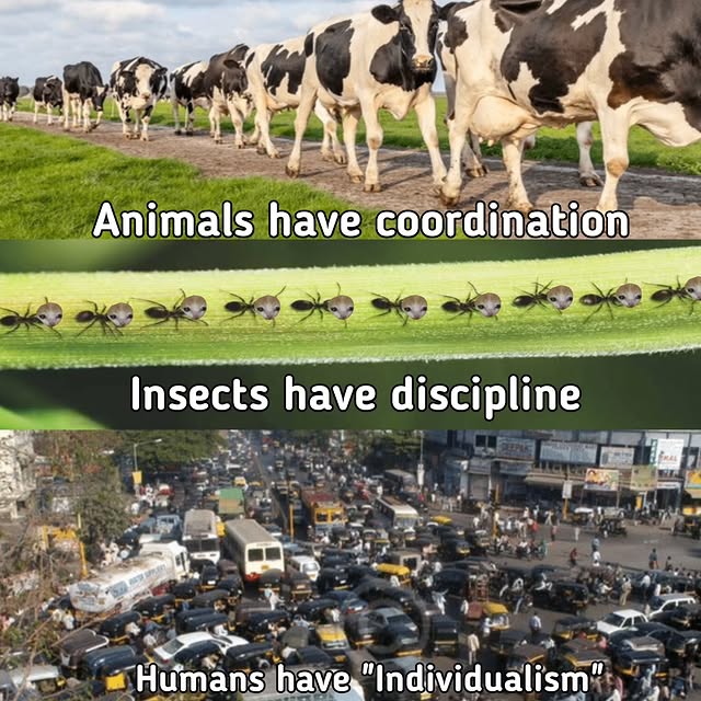  ......anacat   'recent posts' 