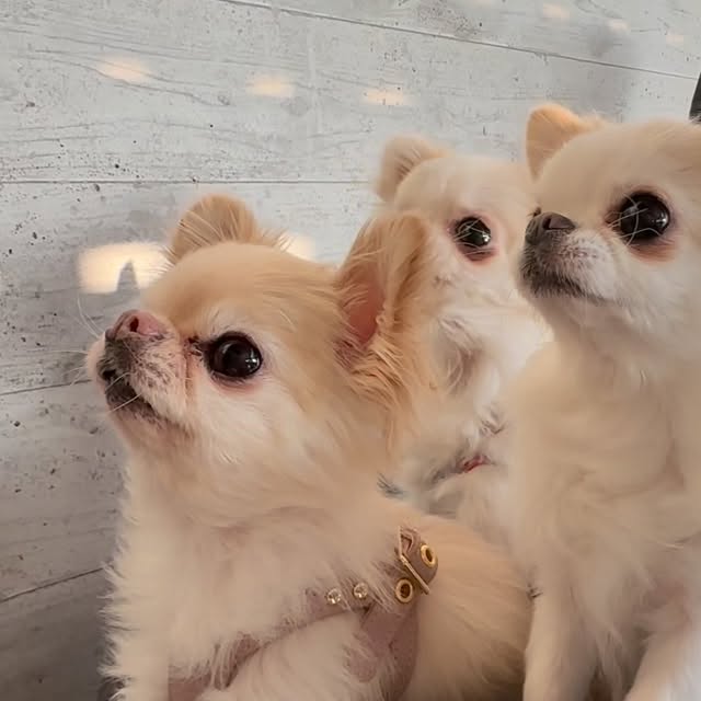  .......uapuppy   'recent posts' 