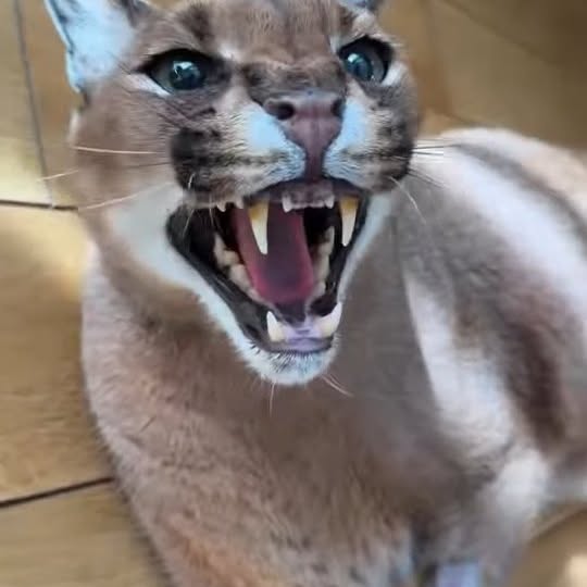  ..........discoverer   'recent posts' 