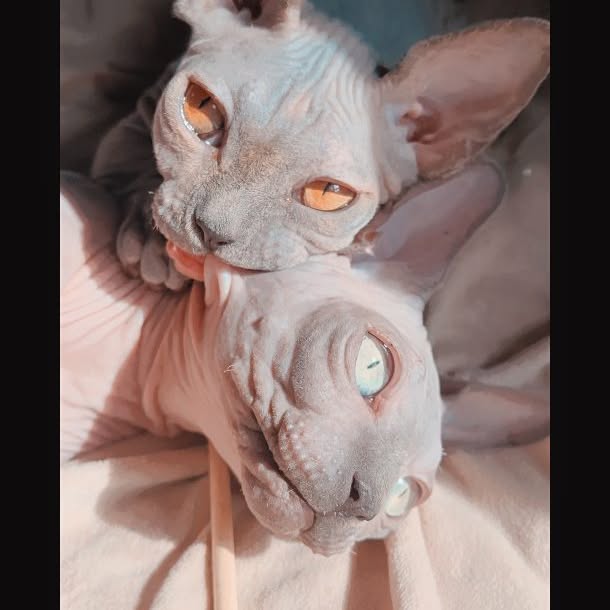  ......sphynx   'recent posts' 