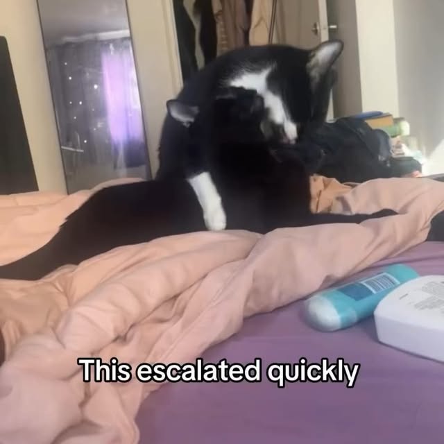  .....li9ht   'recent posts' 