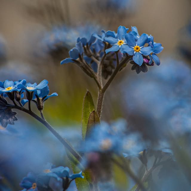  .....nnmon   'recent posts' 