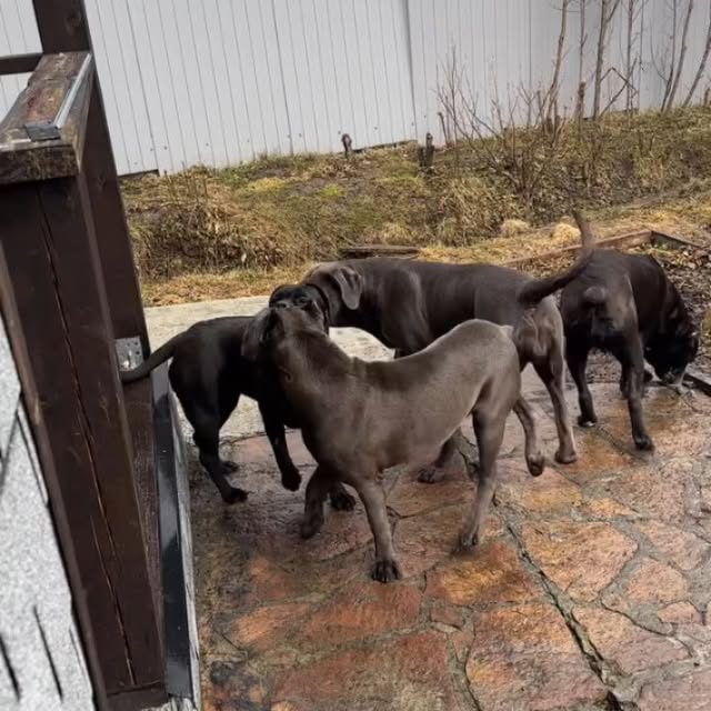  .........pet_world   'recent posts' 