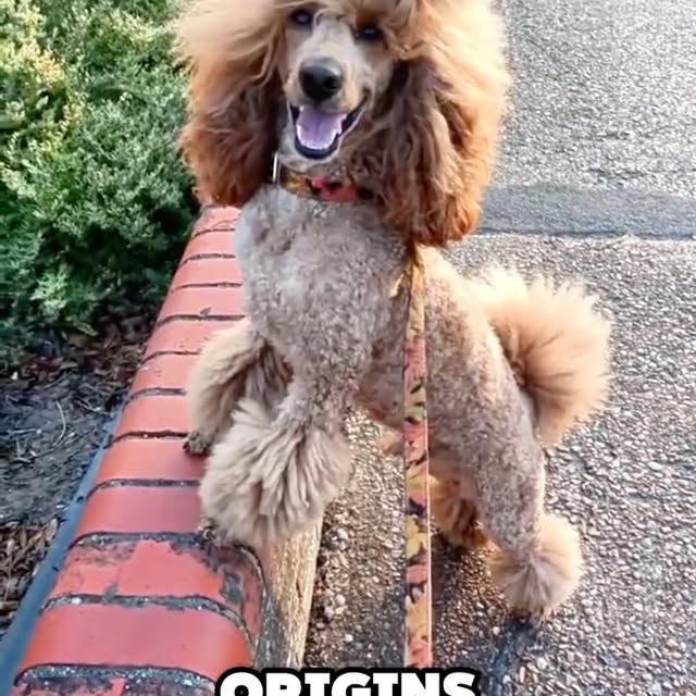  ........ykingdom   'recent posts' 