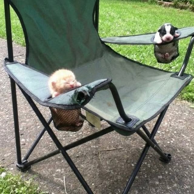  .....pawsz   'recent posts' 