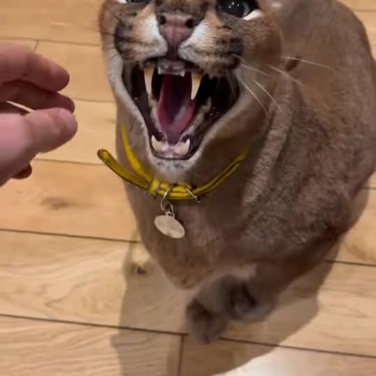  ..........discoverer   'recent posts' 