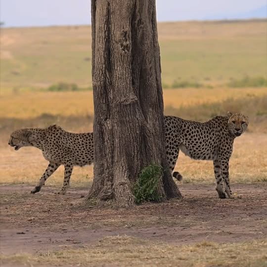  .........._sightings   'recent posts' 