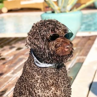 Hire .........bradoodle influencer with 24.7k