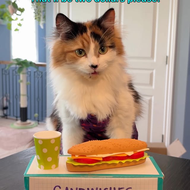  .........tofficial   'recent posts' 