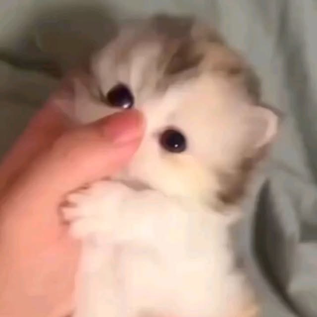  .......uteness1   'recent posts' 