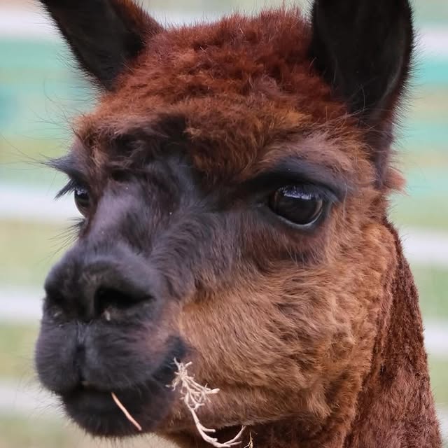  ......fehood   'recent posts' 