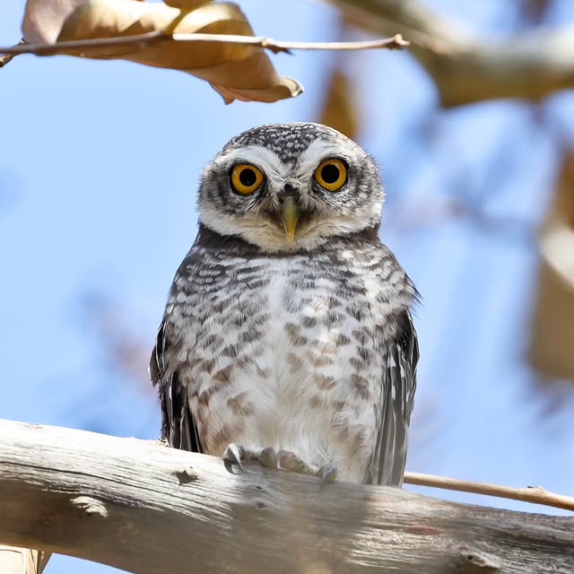  .....yland   'recent posts' 