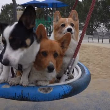  .....corgis   'recent posts' 