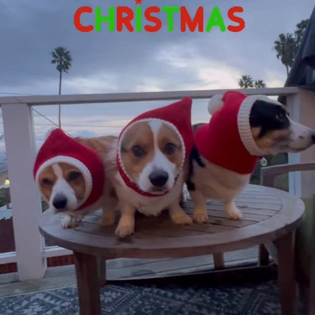  .....corgis   'recent posts' 