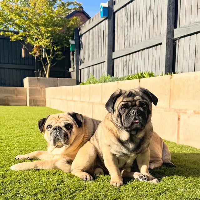  .......elazypug   'recent posts' 