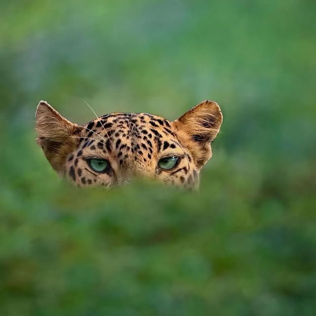  ......sfervor   'recent posts' 