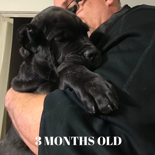  .........pet_world   'recent posts' 