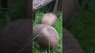  .....rthTv  'recent videos' 