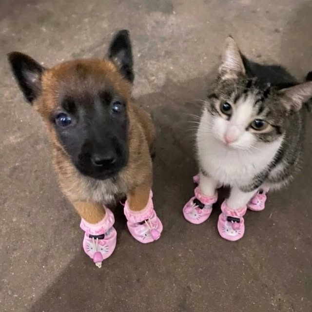  .....pawsz   'recent posts' 