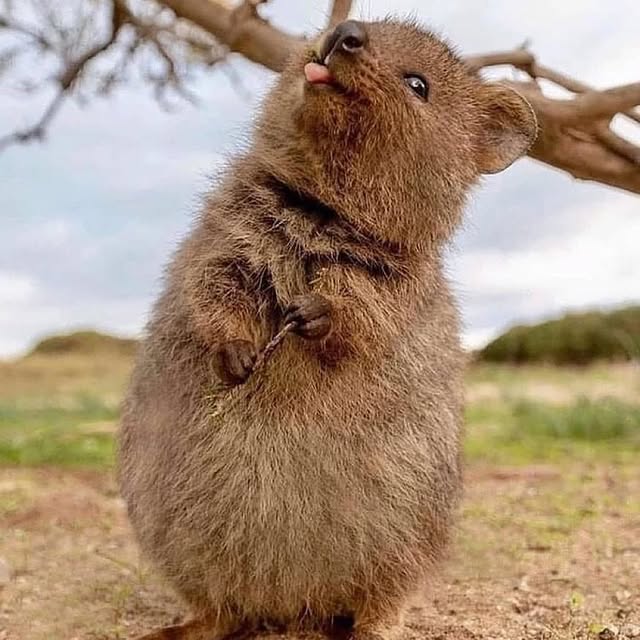  ......quokkas   'recent posts' 