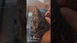  .......lyNellzy  'recent videos' 