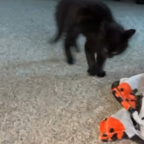  .....memes   'recent posts' 