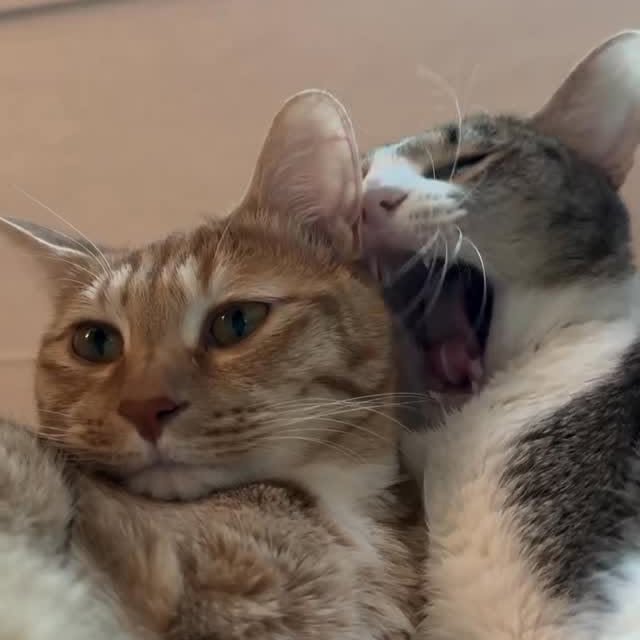  ........sweetmeow   'recent posts' 