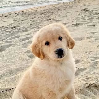 Hire .......epuppyyy influencer with 28.4k