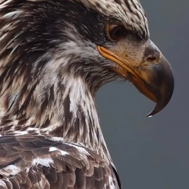  ......fehood   'recent posts' 