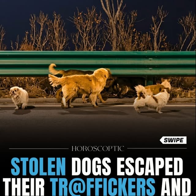  .....coptic   'recent posts' 