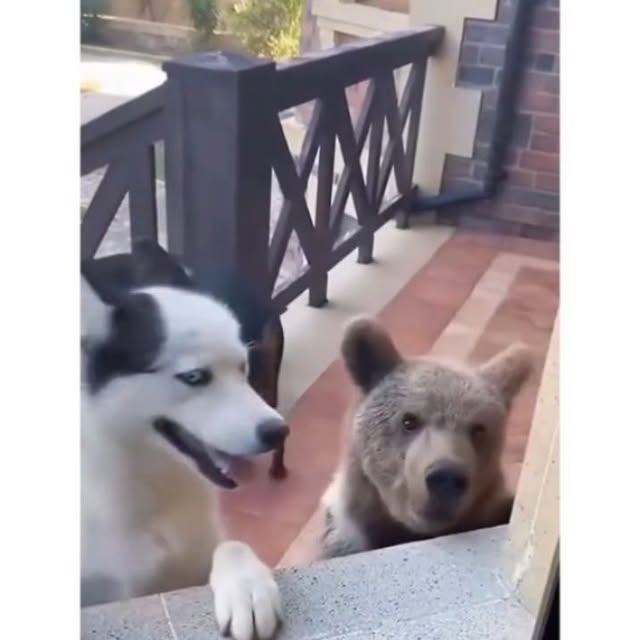  .....ibess   'recent posts' 