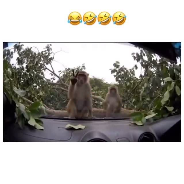  ......thaj   'recent posts' 