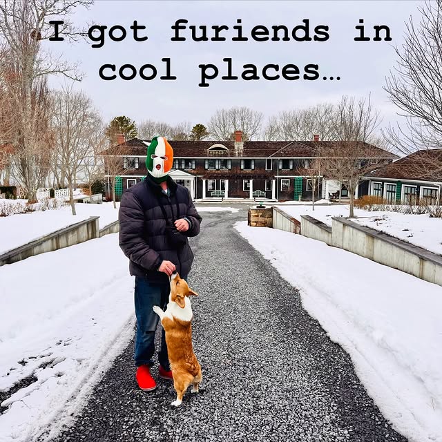  .....corgis   'recent posts' 