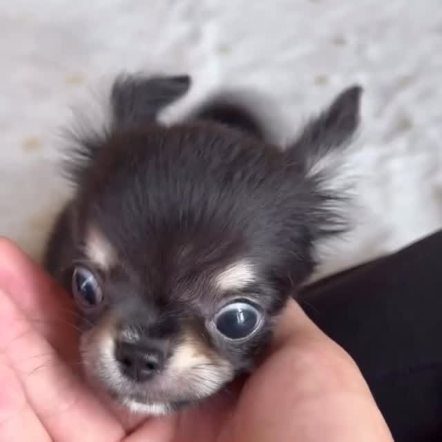  .......uapuppy   'recent posts' 