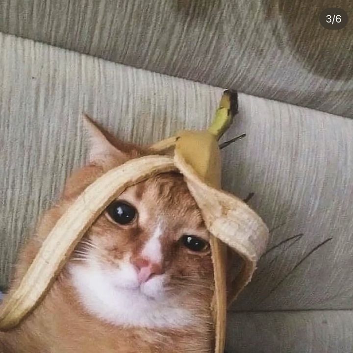 Hire ....sler influencer with 21.2k