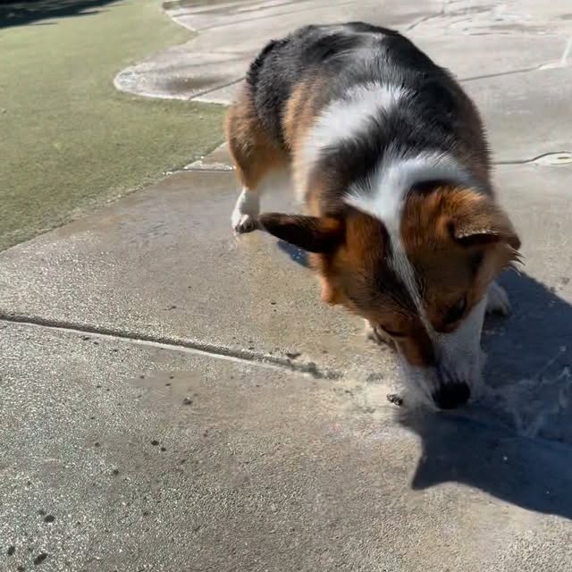  .....corgis   'recent posts' 